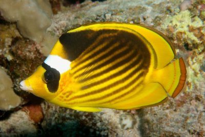 Koraalvlinder5.JPG