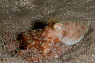 Octopus3.JPG