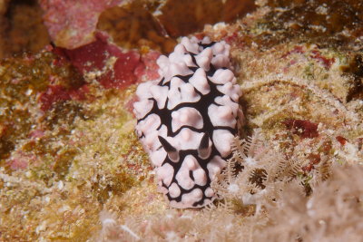 Phyllidia pustulosa1.JPG
