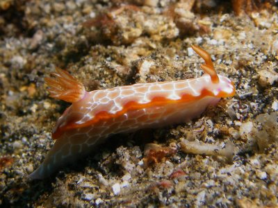 Hypselodoris iacula (Gosliner & Johnson, 1999)