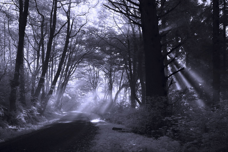 Foggy Coastal Road Near Klamath