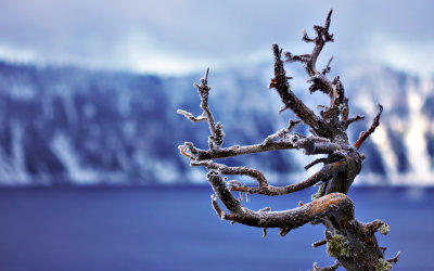 Crater Lake w/ Branch