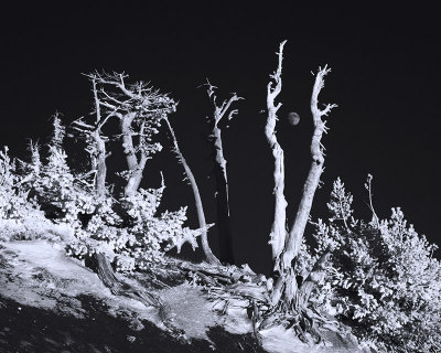 Moon and Gnarly Trees (infrared)