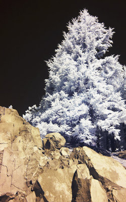 Fir and Rocks in Infrared
