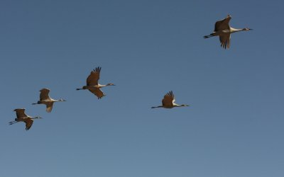 Sand Hill Cranes in Flight