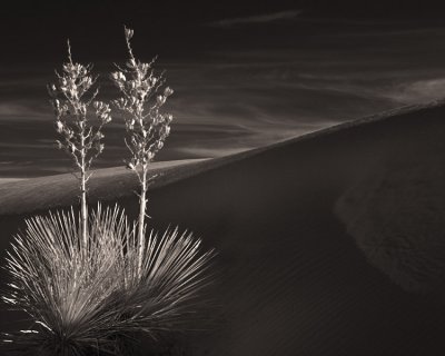 IR Yucca (White Sands)