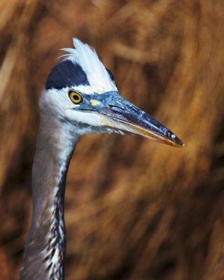 Heron (facing forward)