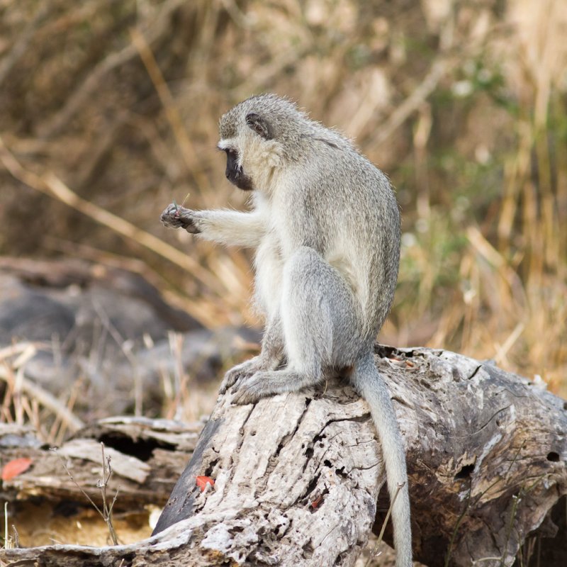 Vervet monkey