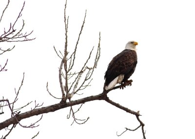 Adult Bald Eagle