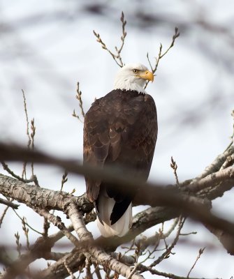 Adult Bald Eagle