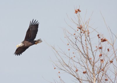 Subadult Bald Eagle