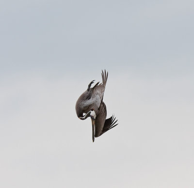 Brown Pelican, Mexico