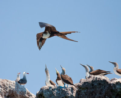 Magnifican Frigate, Blue and Brown Footed Boobies, Marietas Islands