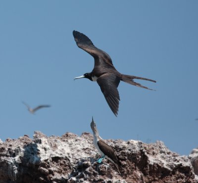 Magnificant Frigate, and Blue Footed Boobie, Marietas Island