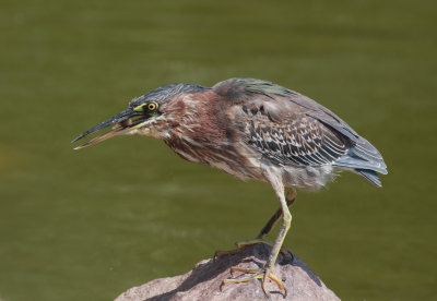 Green Heron with fish.  Mexico