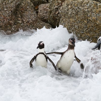 African Penguins