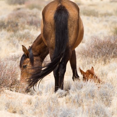 Namibian Wild Horses