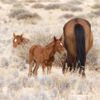 Namibian Wild Horses