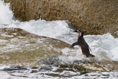 African Penguin