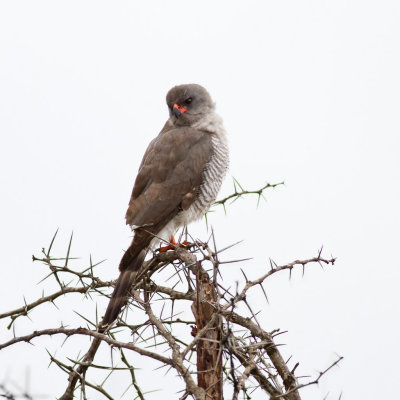 Pale Chanting Goshawk