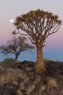 Quiver Tree Forest