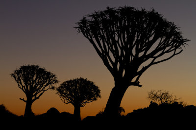 Quiver Tree Forest