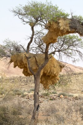 Social Weaver bird's nest