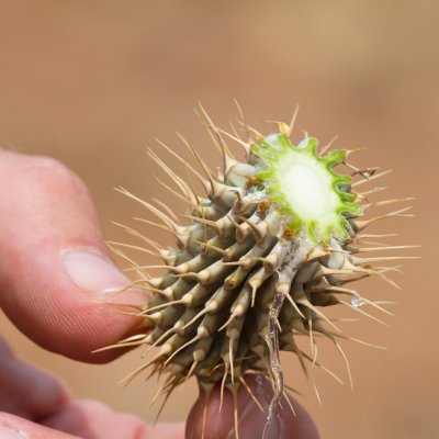 Hoodia plant