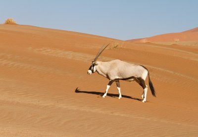 Oryx on Dunes
