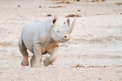 Rhino