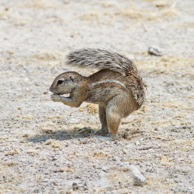 Ground squirrel using tail as sunshade in Etosha