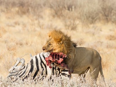 Male Lion with zebra kill