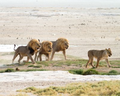 Three male lions compete for female in heat