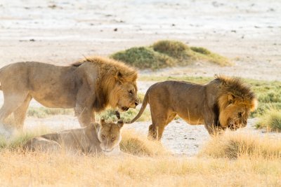 Male lion wins female in heat