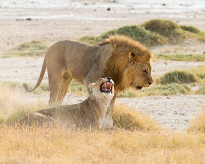 Male and female lions