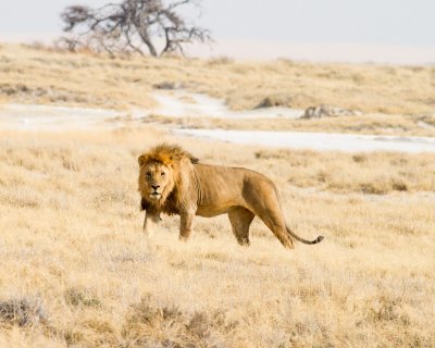 Unsuccessful male lion suitor