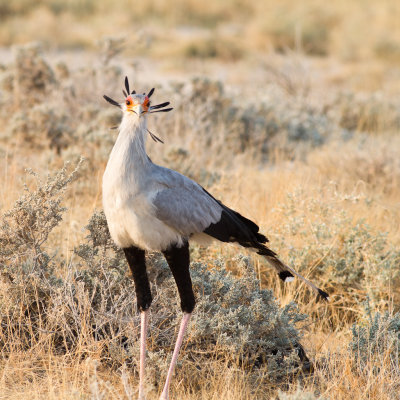 Secretary bird