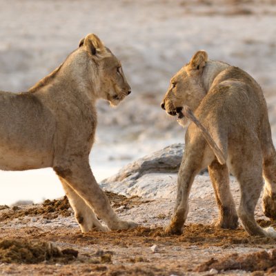 Adolescent lions playing