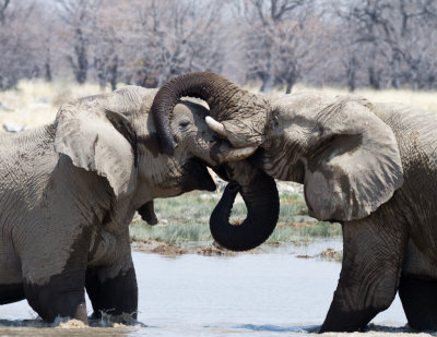Elephants jousting