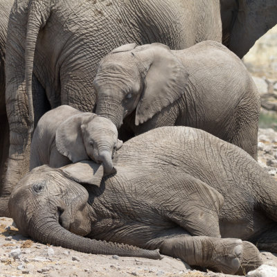 Baby elephant playing with ear of resting elephant