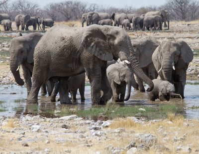 3 elephant families at waterhole