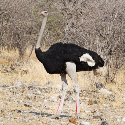 Ostrich, male