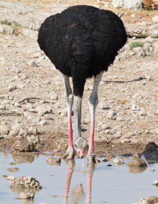 Ostrich, male, at waterhole