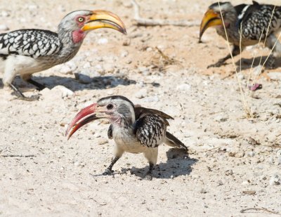 Yellow and red hornbills eating termites