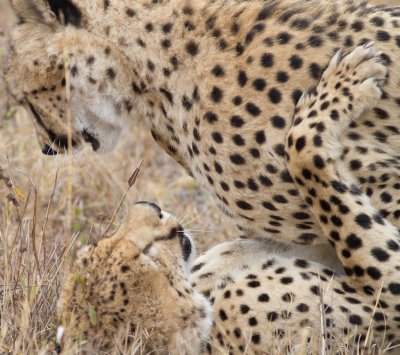 Cheetah, males, playing