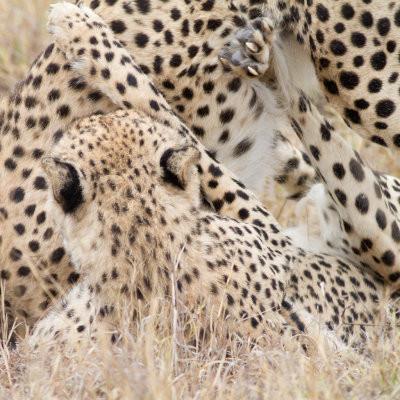 Cheetah, males, playing