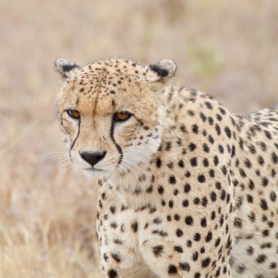 Cheetah, male