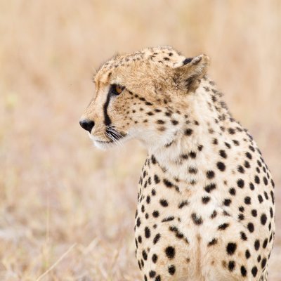 Cheetah, male