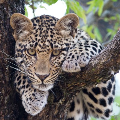 Leopard Cub waiting for mom