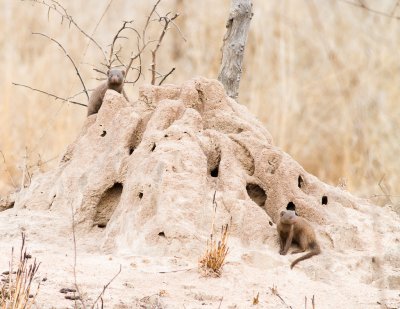 Dwarf mongoose on termite mound home